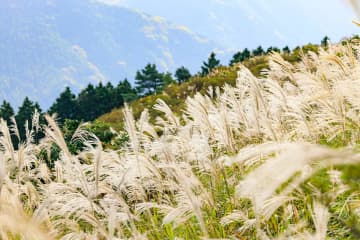 奈良のすすき絶景6選！曽爾高原や葛城山など秋に行きたい名所まとめ