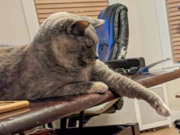 「どちらが神様？」「ルーブル美術館に展示されるべき」　2匹の猫の写真があの名画にそっくり！