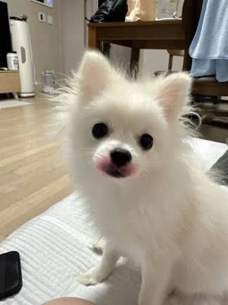犬に“口紅”塗りたくり炎上　「64272e兆億ウォン」告訴に続いて韓国アイドルがまたしても奇行
