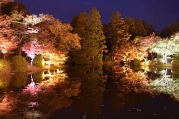 夜の紅葉が輝く！京都府立植物園で幻想的ライトアップ＆光のアート体験