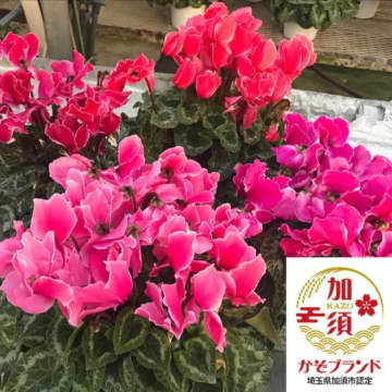 寒さの中に咲く、あたたかな彩り 「埼玉県加須市産シクラメン」の販売を開始