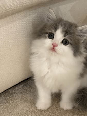 高橋克典、新入り子猫・ラヴィを紹介「家族増えました」