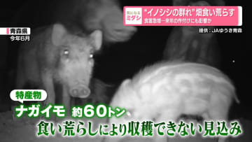 “イノシシの群れ”畑食い荒らす　食害急増…来年の作付けにも影響か