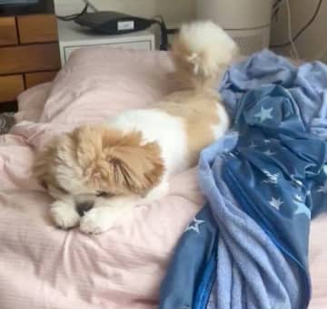 寝てるのに“しっぽブンブン”が止まらない愛犬にほっこり！“夢の中でもハッピー”な様子が尊すぎた