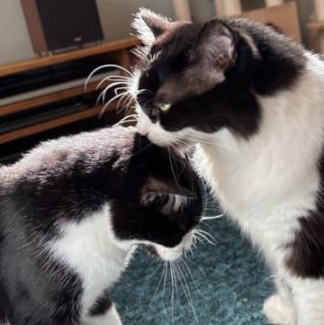 仲よしの保護猫2匹を家族に！→まったく違う性格なのに、1年半後も変わらず仲がいい姿にほっこり