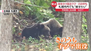 盛岡市中心部を縦横無尽…駆け回るクマ　札幌市内でも公園に子グマ　市街地に出没増、なぜ？