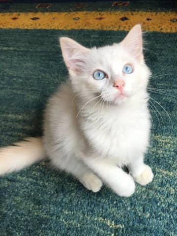 真っ白な細めの“おチビさん”だった生後3カ月のラグドール子猫→8年後、“こんがり色のボス”に成長した姿にほっこり！