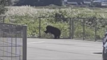 富山市住宅地で「緊急銃猟」実施、成獣のクマを駆除　県内初の事例で全国でも5例目 「3～5メートルの距離で発砲」