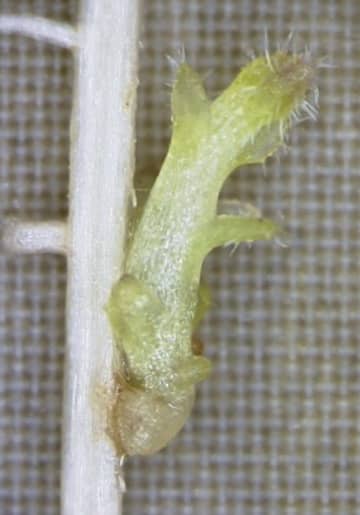 寄生植物が仲間避ける仕組み解明　農作物の被害軽減に期待、奈良