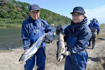 今季初漁に婚姻色のサケ　福島県楢葉町、木戸川