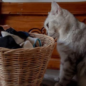「下着を盗られたお宅はありませんか？」泥棒猫の盗品をお返ししたい飼い主さん　ニュージーランド