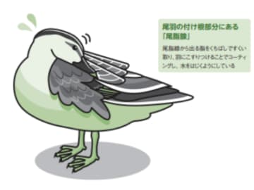 ずっと浮かび続ける鳥！ カモの撥水加工技術とは!?【眠れなくなるほど面白い 図解 鳥の話】