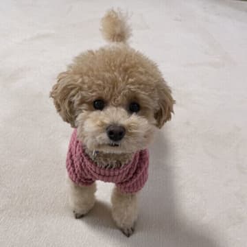 愛犬のうんちやおしっこ、吐いたものを「写真」に！　症状の撮り方のコツ