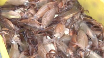 【スルメイカ 異例の休漁なぜ？】水産庁は「休漁は北海道の自主判断」イカ漁師は「高市さんは『働け』というが働きたくても働けない」函館スルメイカ休漁の衝撃―増枠はもう不可能なのか＜北海道＞