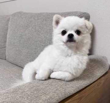 “話聞いてくれそう”なポーズで構える犬が話題！　まだ1才の“貫禄満点”な姿がじわじわくる