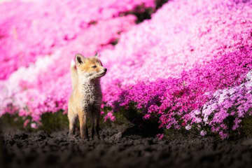 KOKO写真展：Kalon
