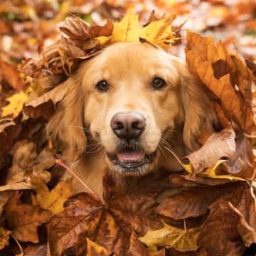 犬に危険な『秋の植物』５選　誤食してしまったときの症状や予防策まで