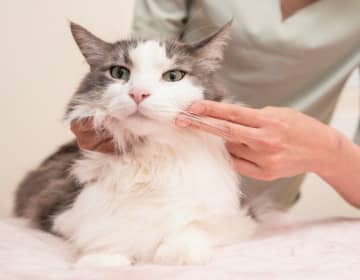 猫の血行促進やリラックス効果も！チョキ・パーの手で行う簡単マッサージ
