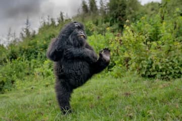 ゴリラのダンスやライオンの高笑い、「コメディー野生動物写真賞」選考通過作品発表