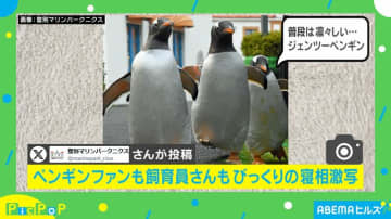 飼育員もびっくり！ペンギンの“大胆すぎる”寝相が「きっと大物になりますね」と話題