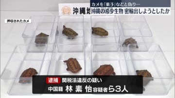 沖縄の希少生物を密輸出しようとしたか　中国籍の3人逮捕
