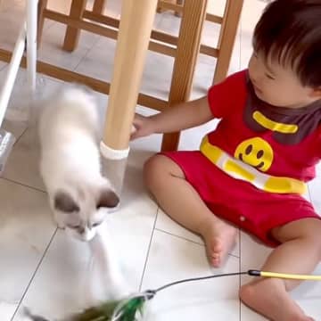 子猫と仲良く遊んでいる赤ちゃん→夢中になった結果…予想をはるかに上回る『奇跡の瞬間』に「撮影できてよかったね」「思わず涙が」と反響