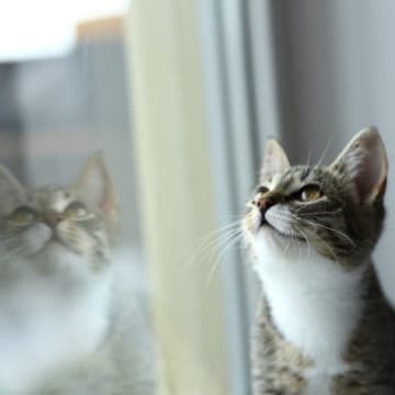 猫と暮らす家を選ぶときに大切な条件7つ　安全で快適な生活を送る選び方のコツ