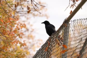 「中国人はカラス食べる」と捏造、日本の番組が放送倫理違反＝中国ネット「日本は捏造ばかり」