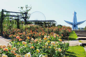 大阪「万博記念公園 秋のローズフェスタ」鮮やかな“秋バラ”約2,400株が咲き誇る