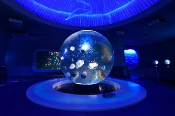 新江ノ島水族館の企画展「くらべてみよう サンゴとわたし」性格診断や“触れて観察”する展示