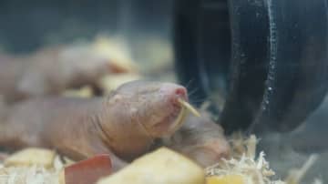 “検索してはいけない生き物”の刺激的なビジュにネット騒然　研究者が紹介する“グロい”けど役立つ虫の世界