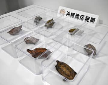 絶滅危惧種のカメ捕獲疑い、沖縄　100匹超、香港人の女ら逮捕
