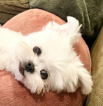 ゲーム中の飼い主を“おなか全開ポーズ”でナデナデ待ち!?　元保護犬が見せた“甘えんぼムーブ”にキュン