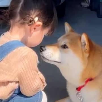 おばあちゃんに『孫への近寄り禁止令』を出されていた犬→初めて触れ合った結果…まさかの『尊すぎる光景』に反響「めちゃ優しい」「もう解禁」