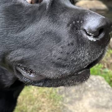 水が嫌いな大型犬が『川を初めて間近で見た』結果…面白すぎる『嫌悪感丸出しな表情』に2万いいね集まる「げえ！って顔ｗ」「可愛すぎる」