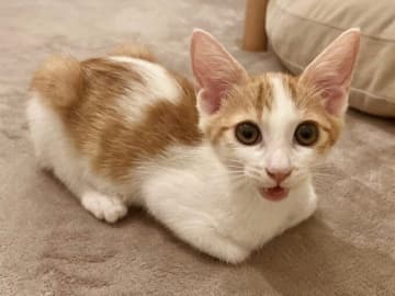 さまざまな病気を乗り越えてきた元保護子猫→新たに病気が発覚するも“頑張る姿”に涙「大切な家族」と再確認する