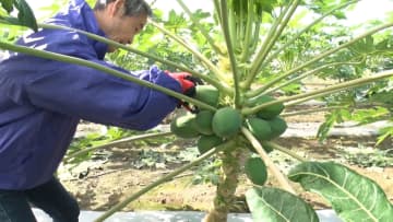 酵素の王様「青パパイヤ」埼玉で栽培…“手がかからない野菜”として土地の有効活用も　さまざまな料理の食材に