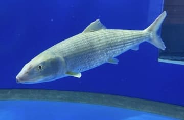 漁師「見たことのない魚が取れた」→水族館「これは...！？」　茨城で〝捕獲記録のない魚〟見つかる