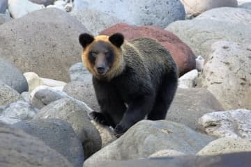 登山者の約8割が「クマの出没報道の増加」で意識が変化したと回答、具体的な影響や対策とは？