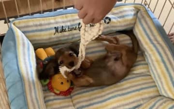 ‟へそ天”でリラックスしていた生後3カ月ダックス子犬→5年後、変わらずソファをひとり占め！皆に「笑顔と幸せをくれる存在」に