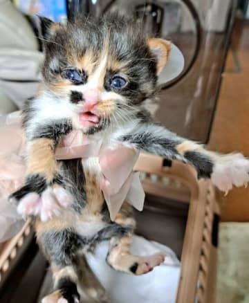 草むらから突然現れた子猫を保護→「初代猫の導きかもしれない」“意識混濁の状況”を乗り越え1才に！
