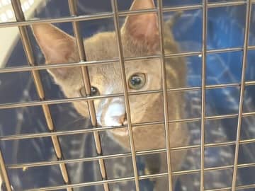 お迎えしたときは「とってもちっちゃいコ」だった生後約3カ月の子猫→4年後、骨格ががっしりとした“ビッグボディにゃんこ”に成長した姿にほっこり！