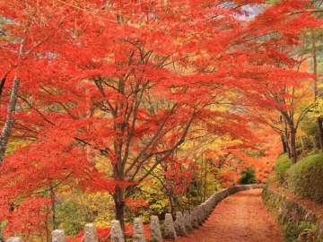 近畿地方（京都以外）で人気の紅葉スポットランキング！2位は「吉野山」、1位は？【専門家の解説も】