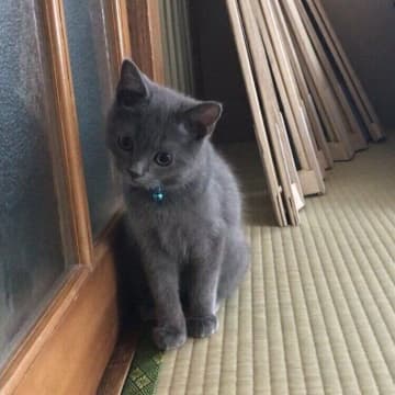 猫と暮らすことが「どうしても叶えたい夢」だった→お金を貯めて引っ越し子猫をお迎え、現在は夢のような日々に