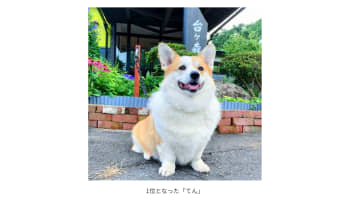 楽天トラベル、看板犬ランキング発表　1位は山野川旅館（宮城県・大和町）の「てん」