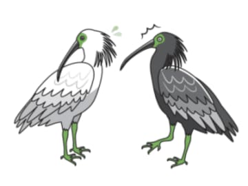 別の鳥だと思われていた!? トキの羽の色が変わる理由とは【眠れなくなるほど面白い 図解 鳥の話】