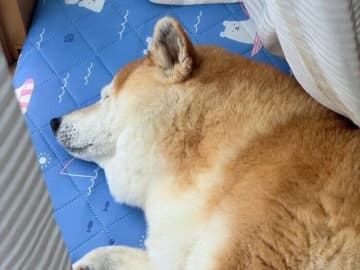 おばあちゃんになった柴犬マロたんが教えてくれた「時の流れと仲直りする方法」