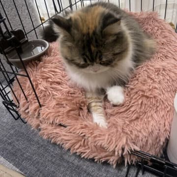 顔や動きを見ればわかる？　猫が“安心したとき”に見せる３つのしぐさとは