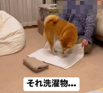 洗濯物の上でクルクル回って座り込む柴犬、一体なぜ？　“あるあるな行動”から読み取れる心理｜獣医師解説