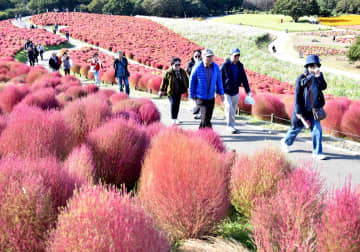 韓国客、早朝コキア満喫　茨城県がツアー企画　ひたち海浜公園